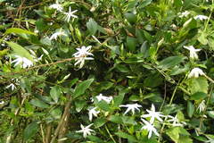Jasminum cuspidatum